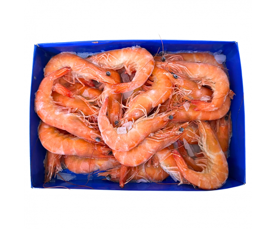 LIVE PREMIUM FROZEN VANNAMEI COOKED PRAWN LARGE | 30% GLAZING | 31/40 | 1KG/PKT | 冷冻熟虾(美人虾) | MY