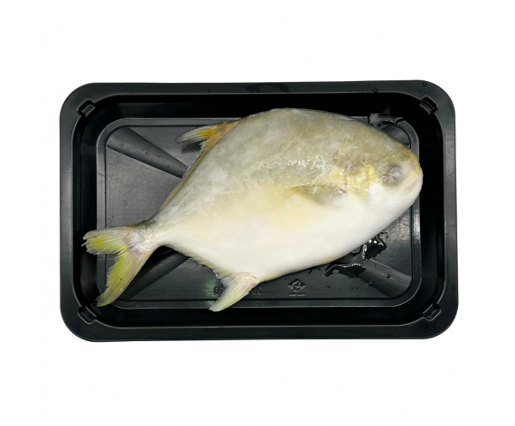 FROZEN GOLDEN POMFRET FISH | WHOLE ROUND | 30% ICE GLAZING | 300-400G | 1PC/PKT | 冰冻整金鲳鱼 | MY