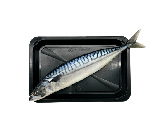 SABA MACKEREL FISH | WHOLE ROUND | 400-600GM±/PC | 2PCS/PKT | 青鱼 | NO