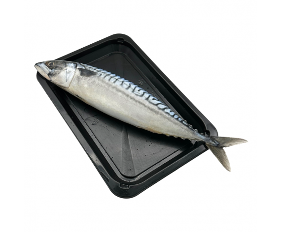 Frozen Seafood