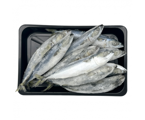 SELAYANG MACKEREL FISH | GALONGGONG | WHOLE ROUND | 10-12Pcs | 1KG/PKT | 整竹荚鱼 | CN