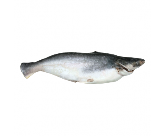 VIETNAMESE PANGASIUS FISH WHOLE | GUTTED & SCALE-FREE | 0.8-1KG/PC | 清肚多利鱼整 | VN