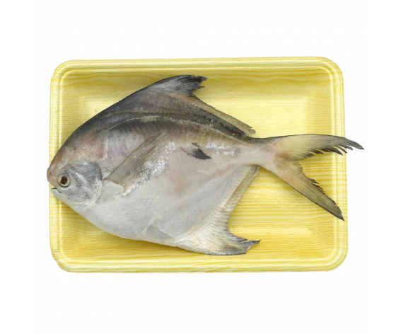 FROZEN WHITE POMFRET FISH |200-300GM | 1PC/PKT | 白鲳鱼 | ID