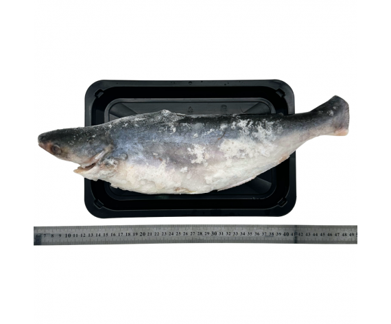 VIETNAMESE PANGASIUS FISH WHOLE | GUTTED & SCALE-FREE | 0.8-1KG/PC | 清肚多利鱼整 | VN