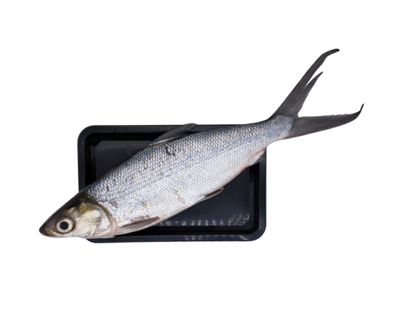 FROZEN MILK FISH | IKAN SUSU | ±800GM/PC | 1PCS/PKT |  奶鱼/虱目鱼 | SG