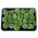 Frozen Vegetable & Fruits